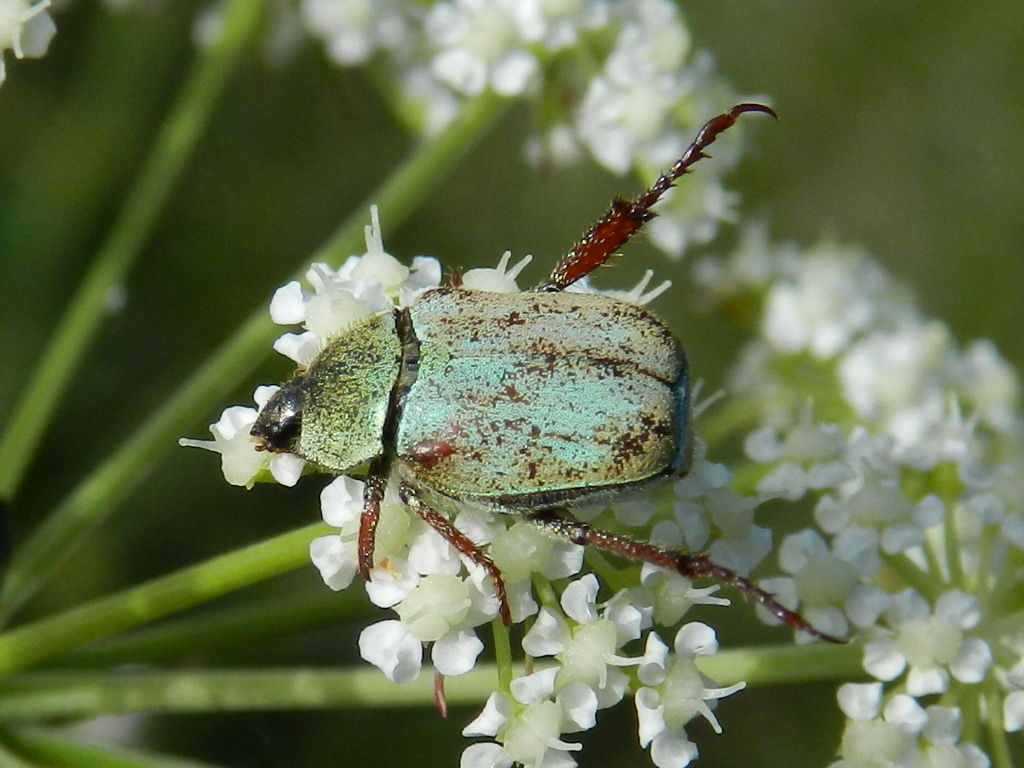 ID Maggiolino verde: Hoplia argentea
